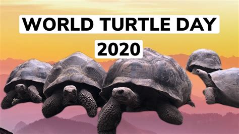 World Turtle Day 2020 Youtube