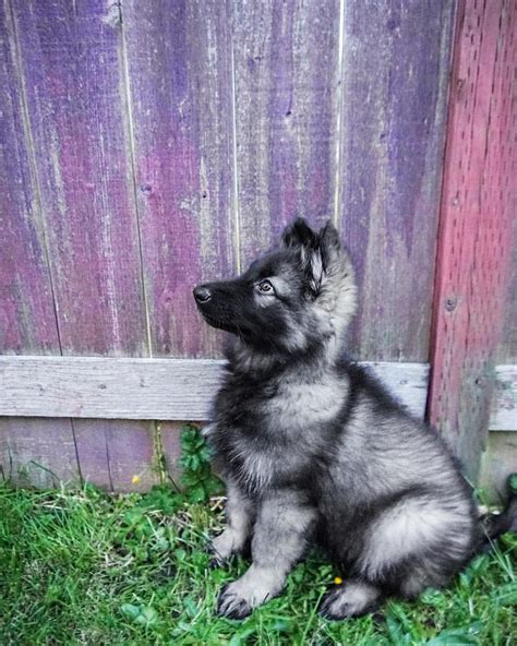Shiloh Shepherd Puppies For Sale Canada Puppies Pict