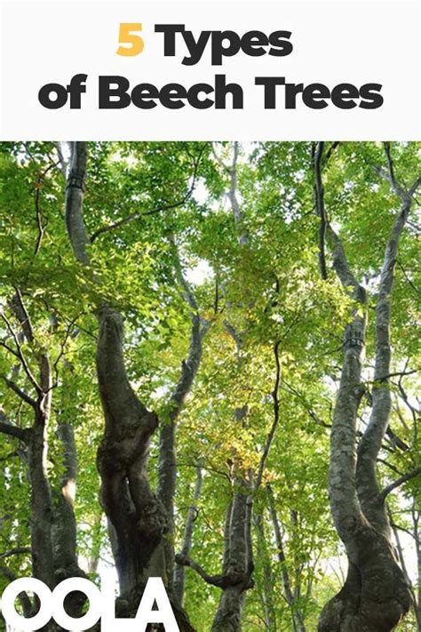 5 Types Of Beech Trees Beech Tree Tree Beech