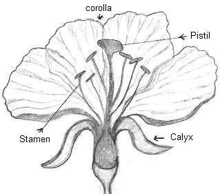 1) sepals, 2) petals, 3) stamen and, 4) when a flower has all the four floral parts, it is called a complete flower. Flower Drawings