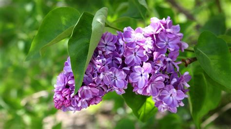 Beautiful Lilac Widescreen High Resolution For