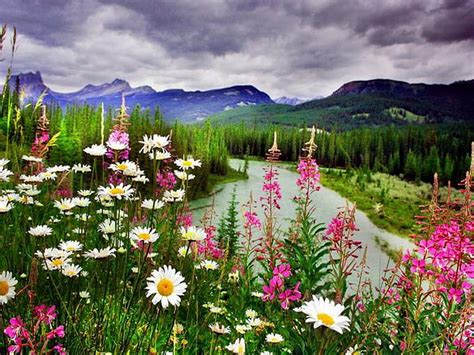 Mountain River Summer Colorful Flower Hd Wallpaper Pxfuel