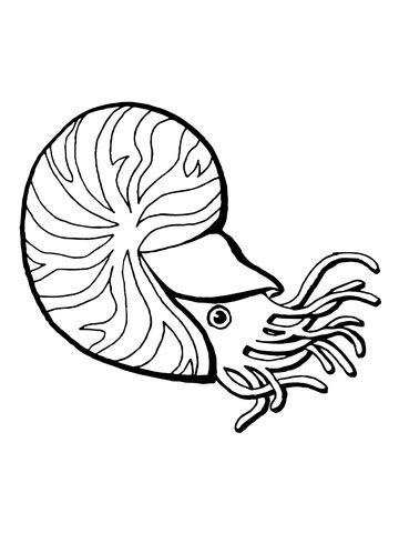 Oyster coloring pages pearl clam drawing oysters and printable coloring4free. Oyster Shell Coloring Page Coloring Pages
