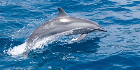 Celebrate National Dolphin Day 2021 The Days Of The Year