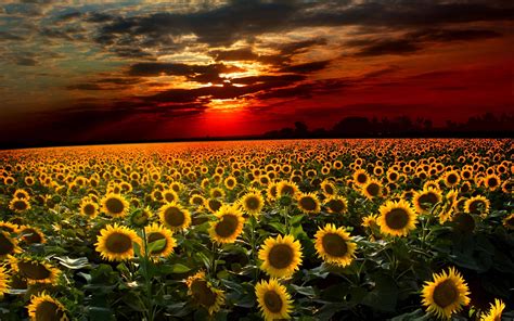 Awesome Sunset Sunflower Field Wallpaper High 4895