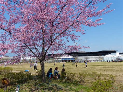 梅小路公園の桜＆「すざくゆめ広場」へ行ってきました。 まじくんママのぷち旅ぶろぐ
