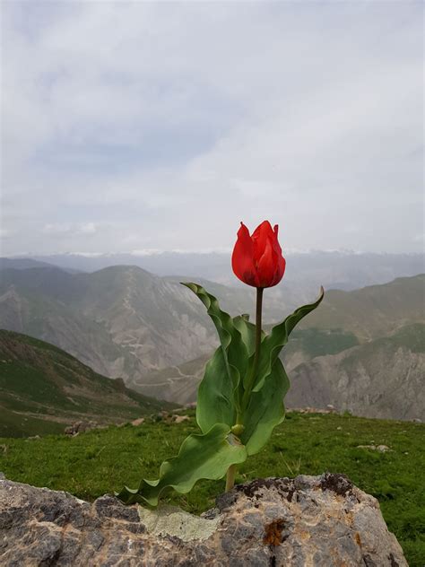 Sarı şebboy anasına babasına pay veren: #Hakkari #Kurdistan | Bitki, Doğa, Resimler