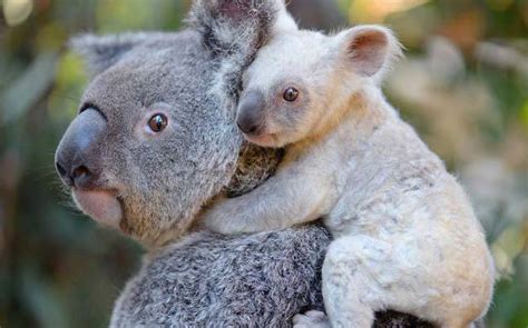 Australian Zoo Asks Facebook Users To Help Them Name Rare