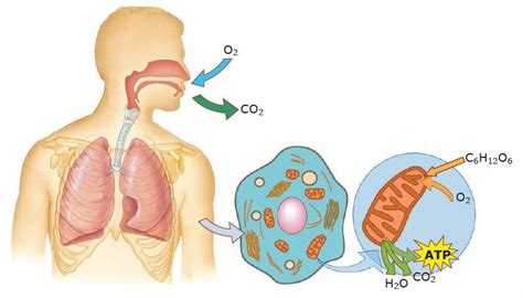 Conoce Como Puedes Mejorar La Capacidad Respiratoria Con Ejercicios De