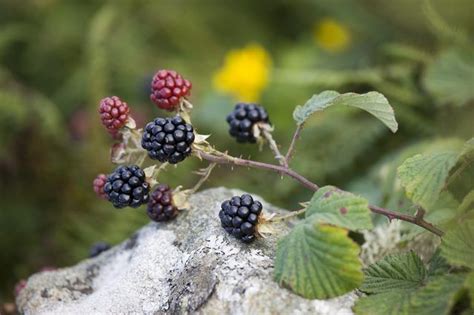 About Wild And Edible East Texas Plants Texas Plants