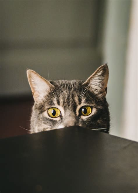 Selective Focus Photography Of Gray Cat Peeking At The Table Photo