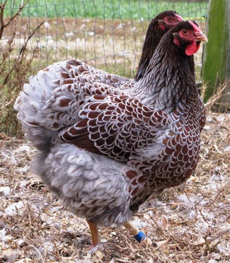 Pin By Karenleigh On Chickens And Coops Chickens Backyard Wyandotte