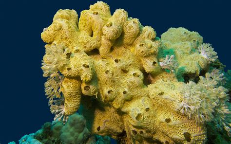 Porifera Invertebrates Animals Endangered Animals Species