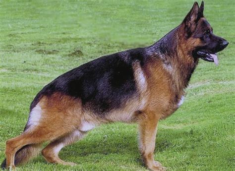 13 Best Images About German Shepherd Dog Types And Lines On Pinterest