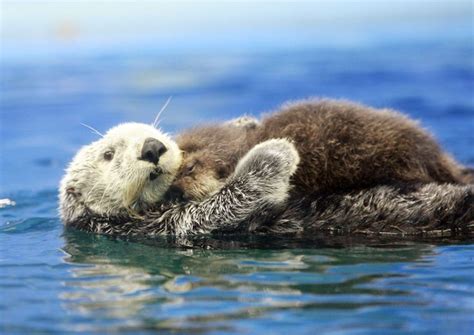 Amerikanen Smelten Voor Pasgeboren Otter Baby Otters Marine Animals