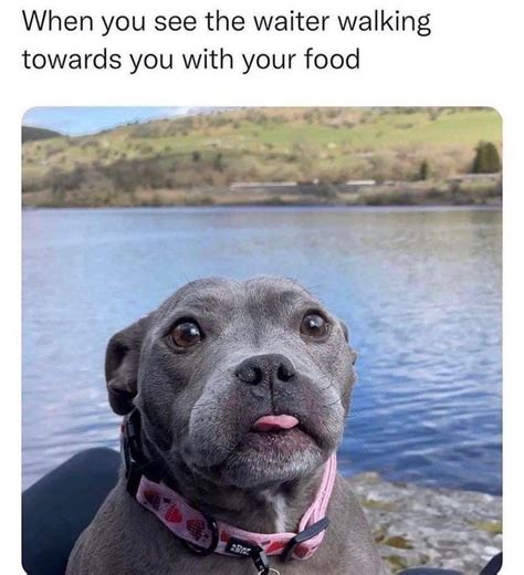 Funniest Dog Memes Of The Week For Canine Connoisseurs April 13 2023