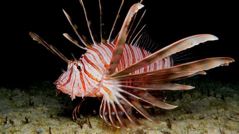 What Do Lionfish Taste Like Why Chefs Cook This Poisonous Fish