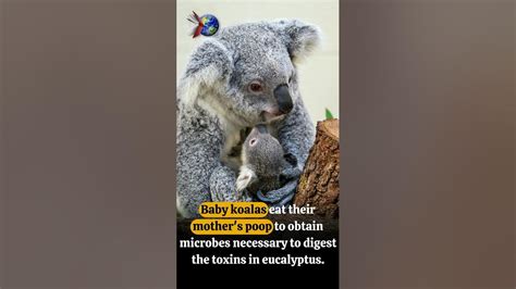 Baby Koalas Eat Their Mothers Poop Shorts Youtube
