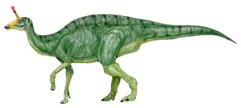 Tsintaosaurus Wiki Dinosurio Fandom Powered By Wikia