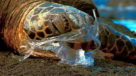 Plastic Waste Is A Threat To Sea Turtles Clean Malaysia