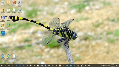 Community Showcase Insects 3 Theme For Windows 10 8 And 7
