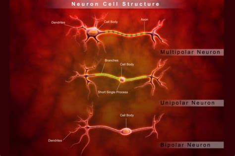 Neuron Anatomy Nerve Impulses And Classifications