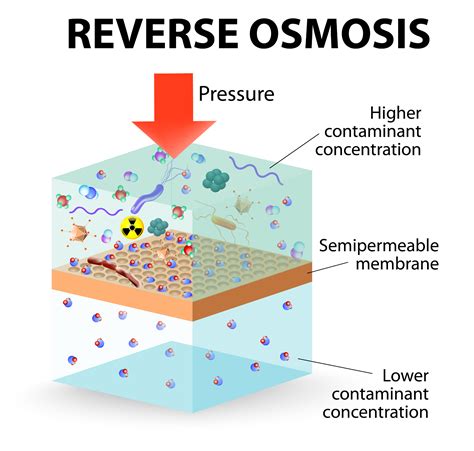 Osmosis is the scientific process of transferring fluid between molecules. How Does Reverse Osmosis Work? - Advanced Water Solutions