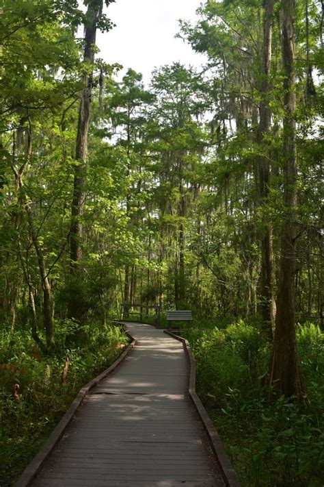 Wood Walking Trail In The Louisiana Swamp Stock Photo Image Of