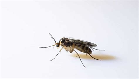 Find Out What Are Small Black Flying Bugs In House That Look Like Fruit