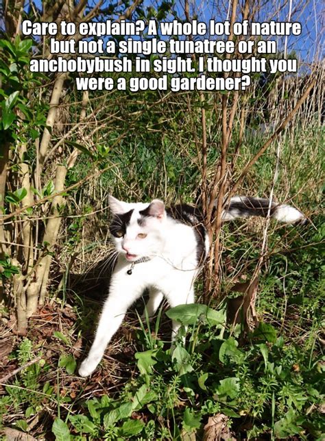 And Where Is The Nip Patch Lolcats Lol Cat Memes Funny Cats