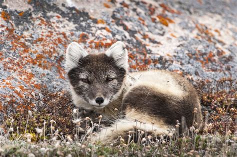 Surprisingly Fantastic Facts About The Arctic Fox Animal Sake