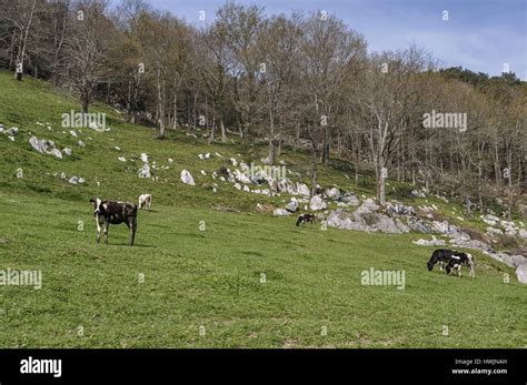 Cows Grazing In The Fields Of Northern Spain Typical Landscapes In