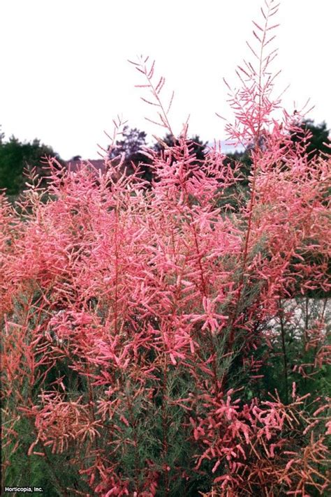 Tamarisk shrubs create an ethereal beauty with their delicate foliage and sprays of soft pink flowers. Tamarisk Tamarix ramosissima 'Pink Cascade' : HGTV Gardens