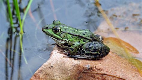Free Images Wildlife Green Toad Amphibian Fauna Tree Frog