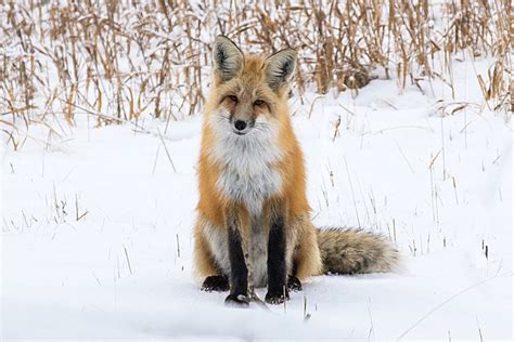 Mammals2016dsc6987 Red Fox Sitting Bonnie Flamer Photography