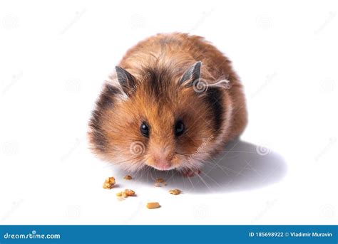 Red Syrian Hamster On A White Background Stock Photo Image Of Little
