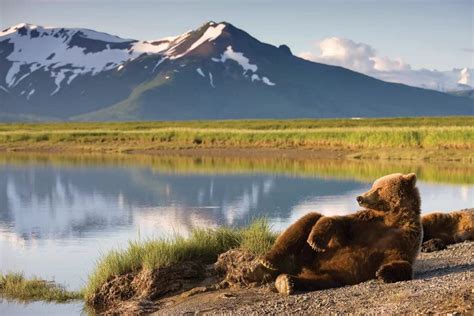 Lounging Grizzly Bear Near Hallo Bay Katmai Na Paul Souders Icanvas