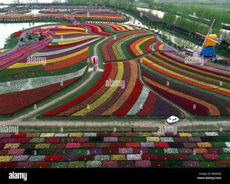 Aerial View Of More Than 30 Million Tulips In Full Blossom At The