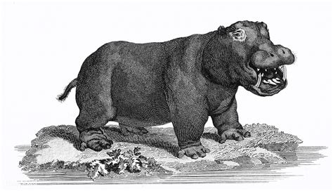 Illustration Of Hippopotamus From Zoological Lectures Delivered At The