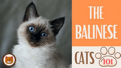 🐱 Cats 101 🐱 Balinese Cat Top Cat Facts About The Balinese