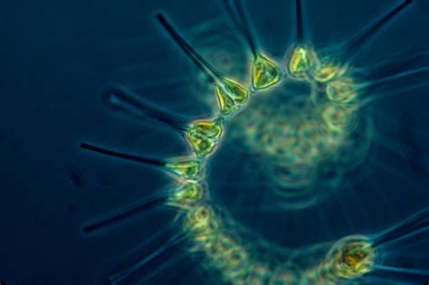 Microscopic Marine Creatures Driving Earths Temperature