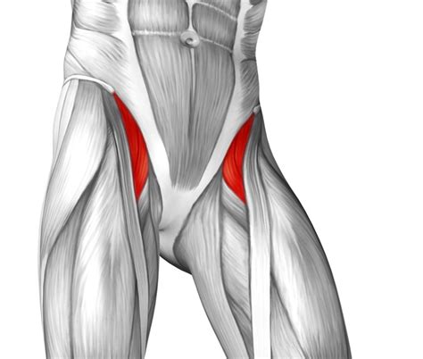The deep back muscles lie immediately adjacent to the vertebral column and ribs. What Causes Tight Hip Flexors & How To Fix'em