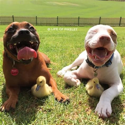 9 Adorable Photos Of Two Dogs With Their Duckling Friends