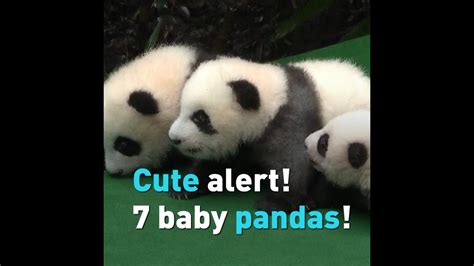 7 Baby Pandas Made Their Debut On Sept 24 Youtube