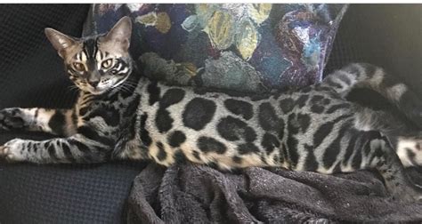 On our bengal cat facts page, we explain lots of different facts about us bengals which may help you if the golden glow of a brown bengal or the pearl dusting effect on a lighter coloured bengal must be seen. Leopard Bengal Breeder with Kittens for Adoption - Lap ...