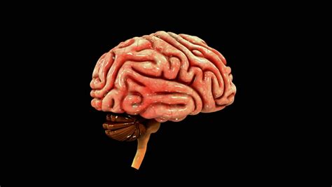 Human Brain Stock Footage Video 100 Royalty Free 17221534 Shutterstock