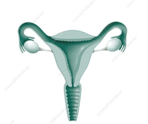 Female Genitalia Drawing Stock Image C021 4104 Science Photo Library