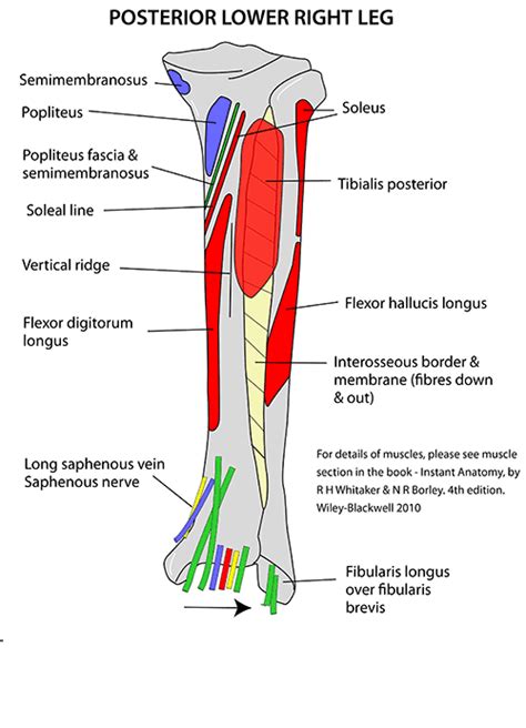 Tibia Anatomy Bony Landmarks And Muscle Attachment How To Relief