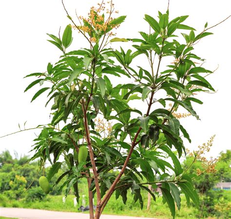 Will do well in neutral to slightly acidic soil. How to Plant Your Own Fruit Trees. • Connect Nigeria