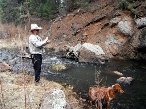 While technically not a trout (they are a member of the char family), their life history, ecology and habitat are similar to brown and rainbow trout. The Creeks of Rainbow Falls Mountain Trout - YouTube